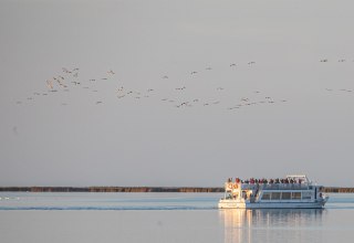 Beobachten Sie das faszinierende Naturschauspiel der majest&auml;tischen Kraniche bei einer Schiffstour ab Stralsund durch den Nationalpark Vorpommersche Boddenlandschaft zum Schlafplatz der Kraniche N&auml;he &bdquo;Pramort&ldquo;., &copy; Wei&szlig;e Flotte GmbH