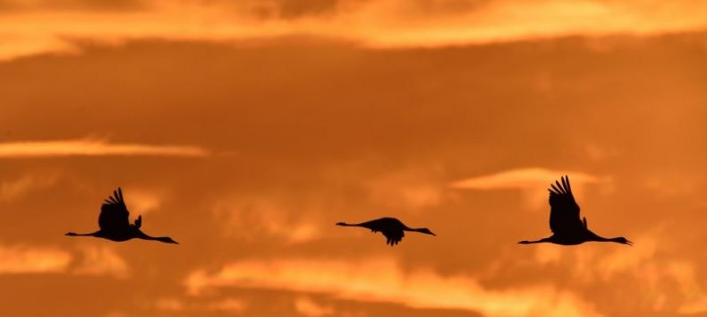 Kraniche am Abend // &copy; Karsten Peter