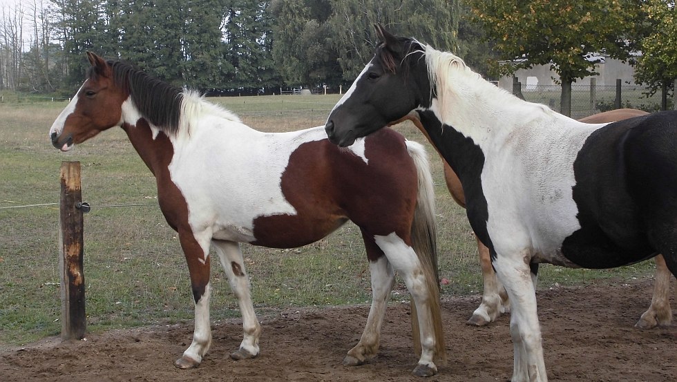 Paardenfokkerij Landhaus Polak // &copy; Polak