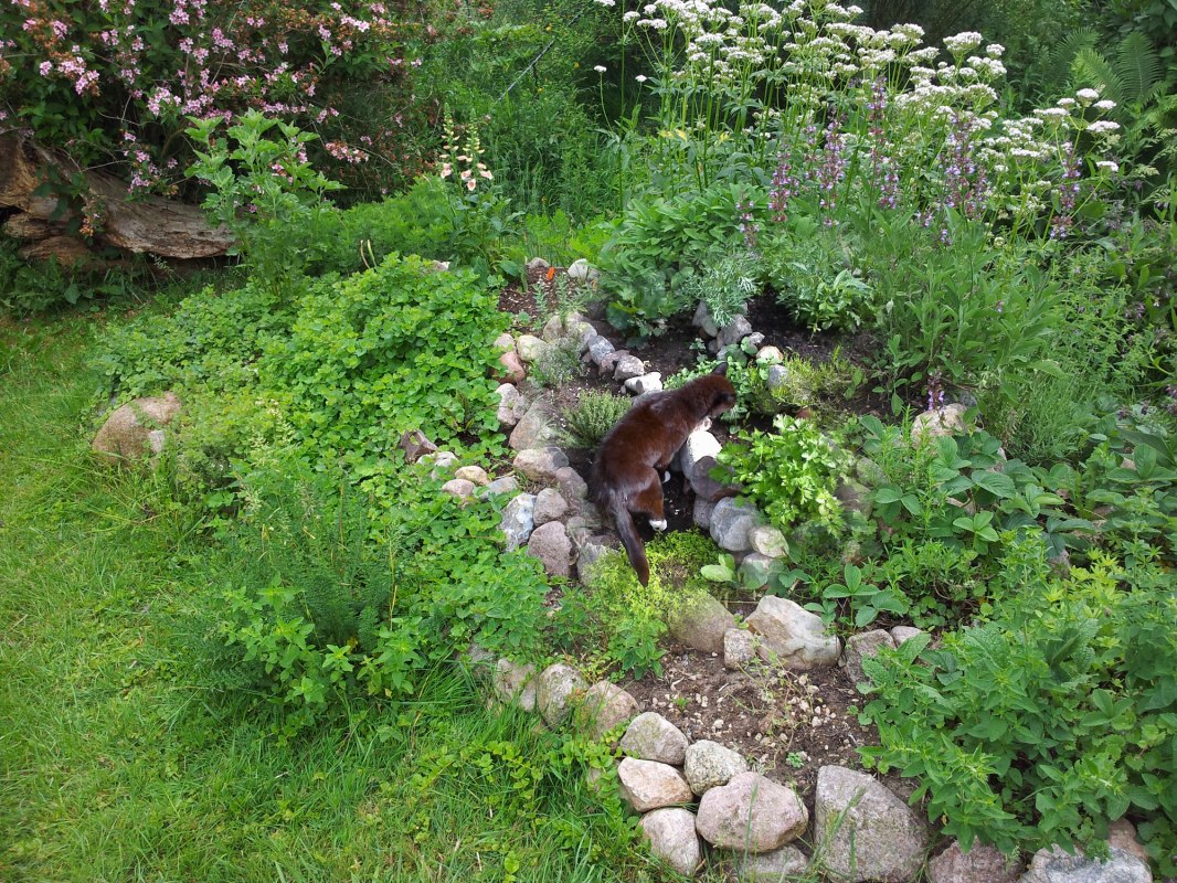 Diverse kruidenplanten met langstlevende kater // &copy; Heike Voigt - Edle Tropfen Kr&auml;uterspezialit&auml;ten