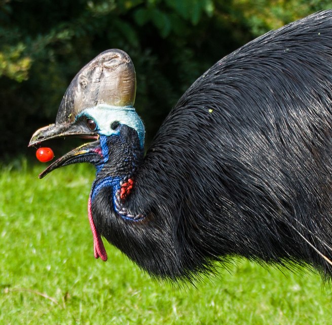 Kasuar beim Verzehr von Tomaten, © Vogelpark Marlow Kasuar beim Verzehr von Tomaten, © Vogelpark Marlow