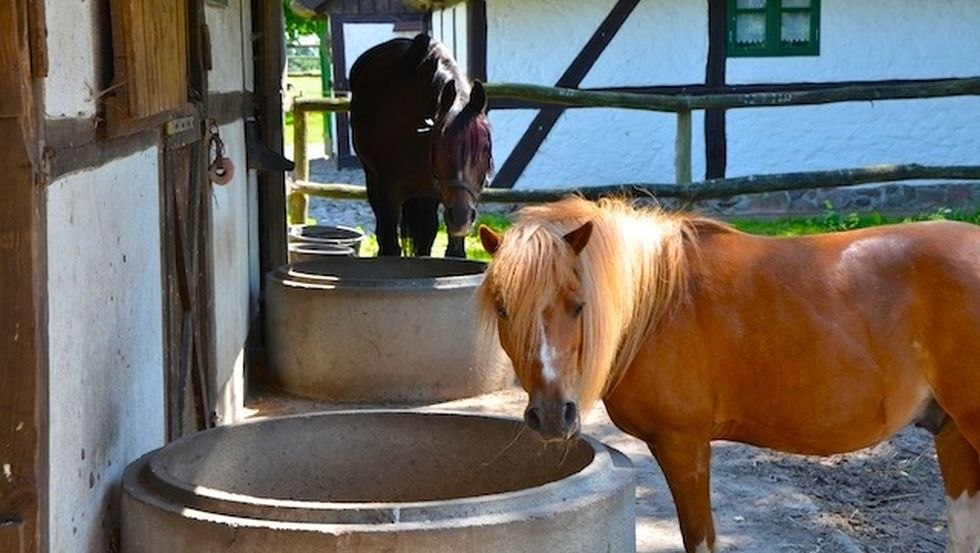 Pferdehof Schwalbennest: Onze pony's zijn een paradijs voor de kleintjes en drinken graag bij de waterbak. // &copy; Pferdehof Schwalbennest/ Kottke