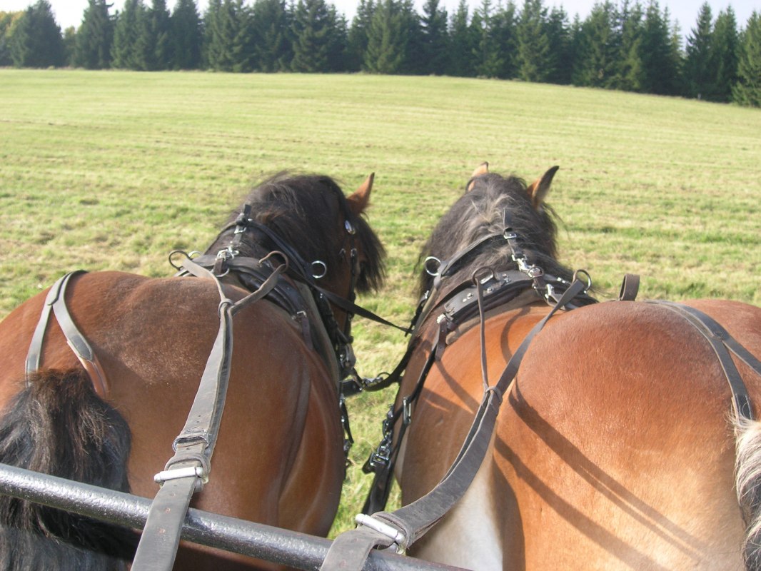 Kutsche // © Mieke Kutsche // © Mieke