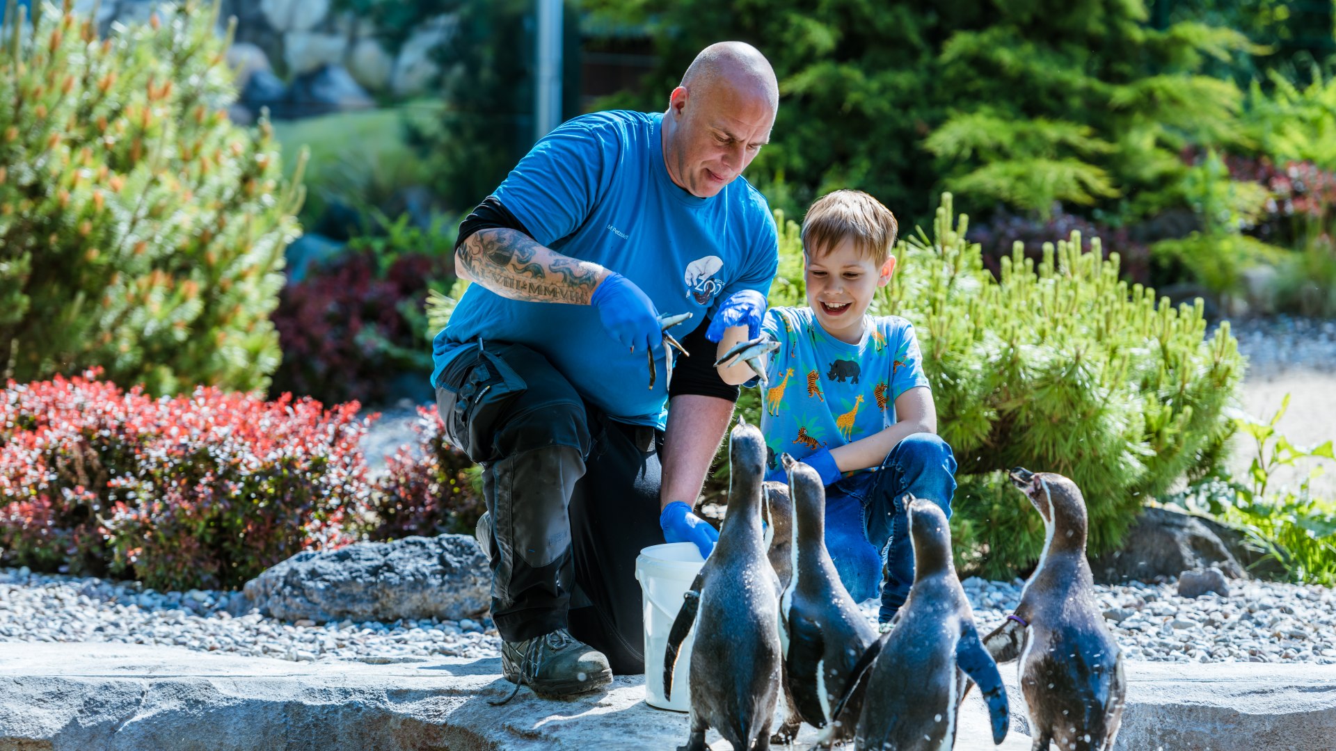 Ein Tierpfleger und ein Kind füttern die Pinguine im Rostocker Zoo direkt im Gehege. // Jetzt gibt’s was Leckeres! Zum Abschluss darf Erik mit Tierpfleger Matthias Petzold noch die Humboldtpinguine füttern. // © MV-T/Tiemann Ein Tierpfleger und ein Kind füttern die Pinguine im Rostocker Zoo direkt im Gehege.