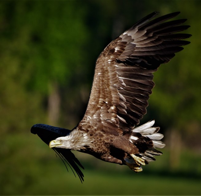Seeadler im Flug // © Jörg Dollmanski Seeadler im Flug // © Jörg Dollmanski