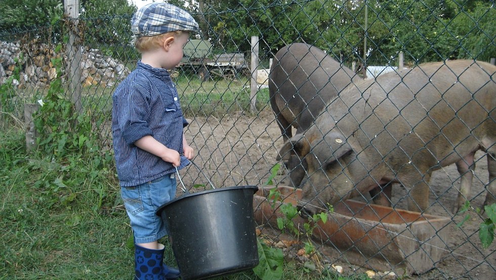 Dieren van dichtbij beleven - onze varkens voeren, © Bauernhof am Wiesengrund, Uwe Taraschewski Dieren van dichtbij beleven - onze varkens voeren, © Bauernhof am Wiesengrund, Uwe Taraschewski