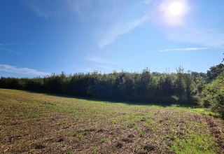 Klimawald Seefelder Holz, &copy; Landesforst MV