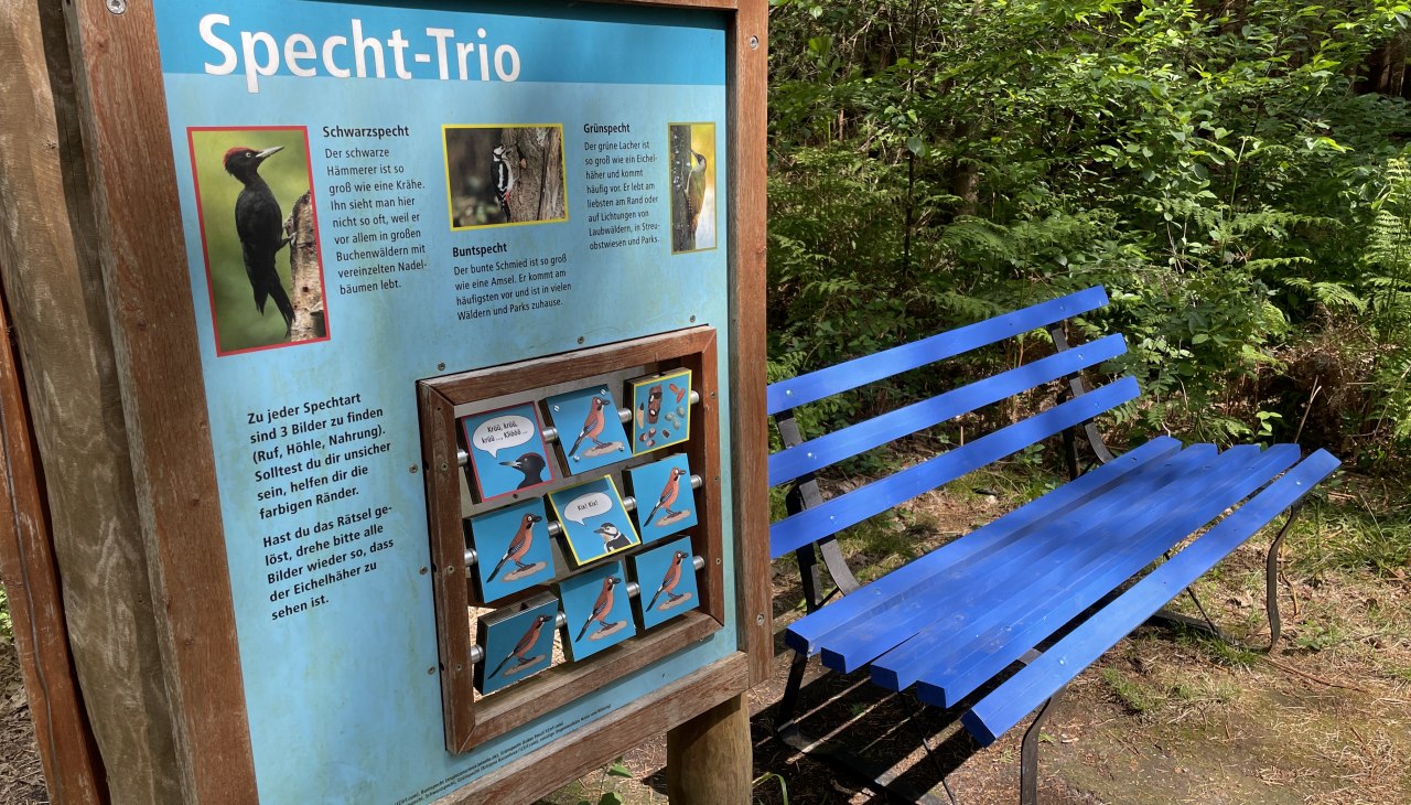 Spechtarten im Fuhlendorfer Wald entdecken, © TZ Südliche Boddenküste Spechtarten im Fuhlendorfer Wald entdecken, © TZ Südliche Boddenküste