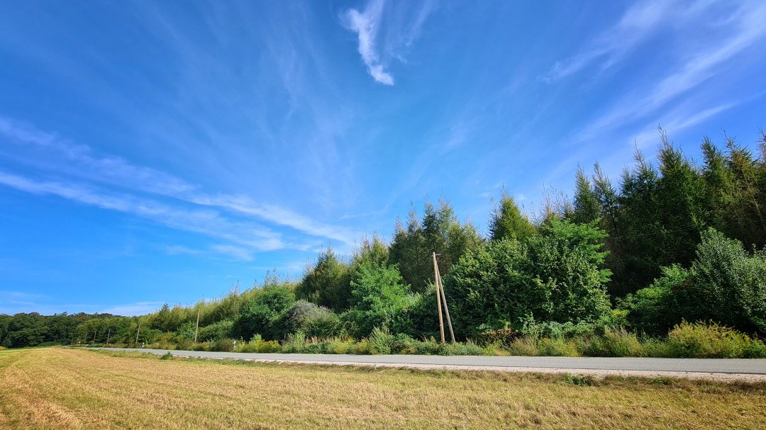 Klimawald Neuhof, © Landesforst MV