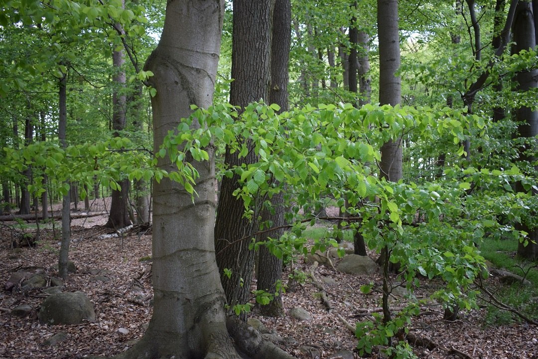 © Naturpark Feldberger Seenlandschaft M. Wyczinski © Naturpark Feldberger Seenlandschaft M. Wyczinski