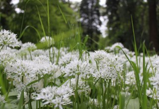 &copy; Biosphrenreservatsamt S&uuml;dost-R&uuml;gen