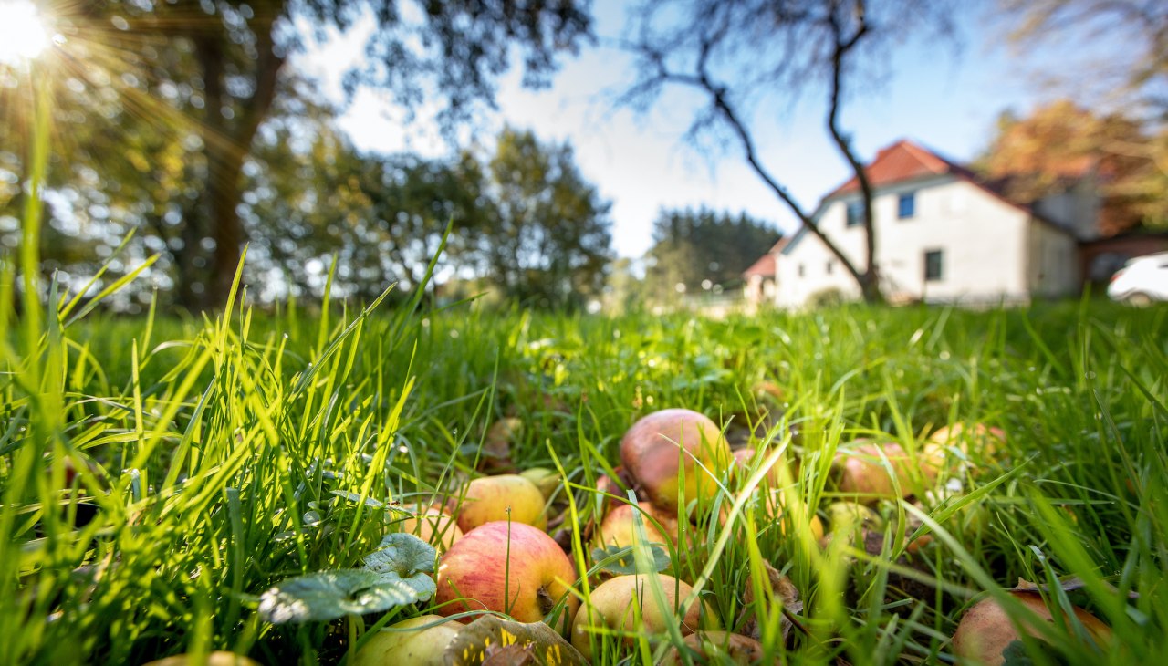 Streuobstwiese im Herrenhaus, &copy; Florian Foest