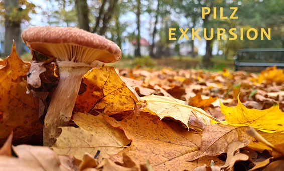 Pilz-Exkursion // © Informationsamt Breege-Juliusruh Pilz-Exkursion // © Informationsamt Breege-Juliusruh