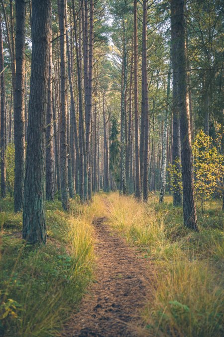 Baabe_baaber-heide_1_c_Mirko-Boy, © Mirko Boy Baabe_baaber-heide_1_c_Mirko-Boy, © Mirko Boy