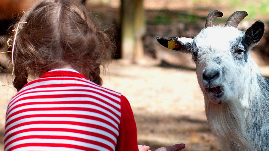 Kleine und große Schmuser hautnah in unserem Streichelzoo entdecken // © Campingplatz & Ferienhausanlage Banzelvitz Kleine und große Schmuser hautnah in unserem Streichelzoo entdecken // © Campingplatz & Ferienhausanlage Banzelvitz