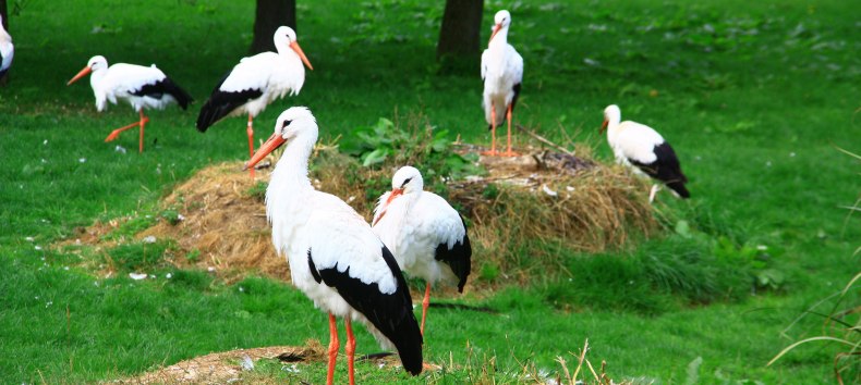 Begehbare Weißstorch-Anlage im Vogelpark Marlow // © Vogelpark Marlow Begehbare Weißstorch-Anlage im Vogelpark Marlow // © Vogelpark Marlow
