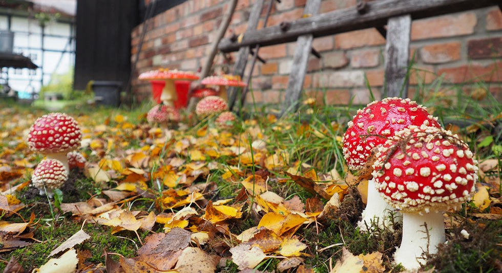 Stimmungsvolle Eindr&uuml;cke im Freilichtmuseum, &copy; Freilichtmuseum Klockenhagen