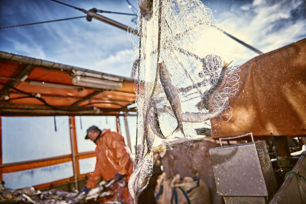 Der Hering kommt. Anlanden im Fischereihafen Freest // © MV-T@pocha.de Der Hering kommt. Anlanden im Fischereihafen Freest // © MV-T@pocha.de