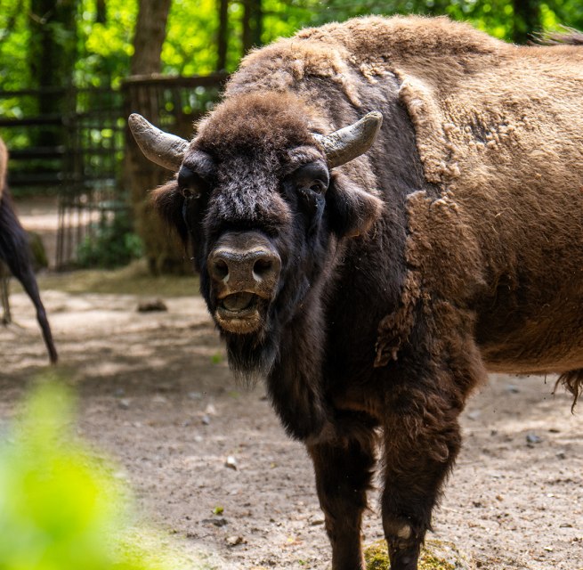 Wisente im Zoo Rostock. // &copy; Zoo Rostock/ Dr&uuml;bbisch