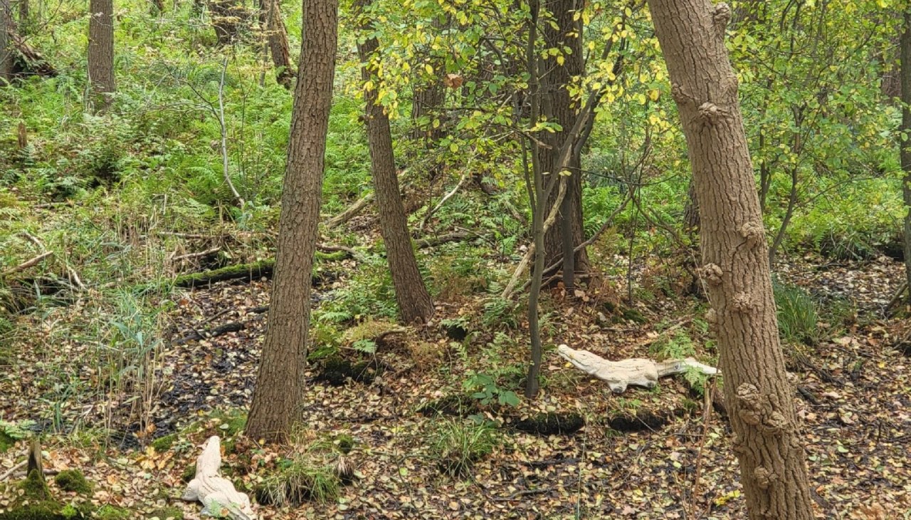 Krokodile, © Dr. Diana Siebert Krokodile, © Dr. Diana Siebert