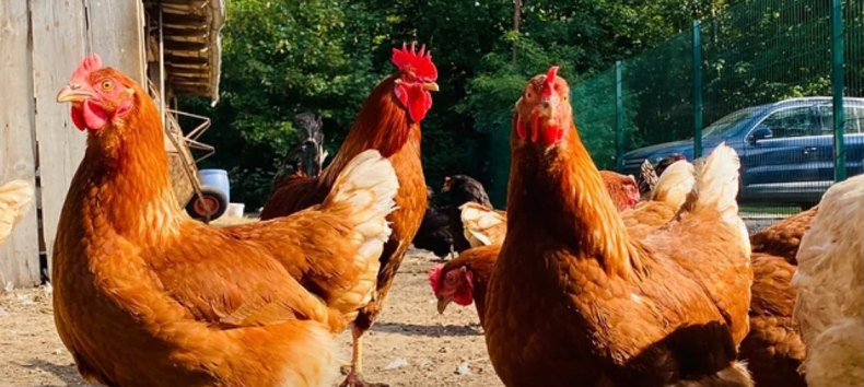Tyrannosaurus &ndash; Huhn // &copy; Martha Bende