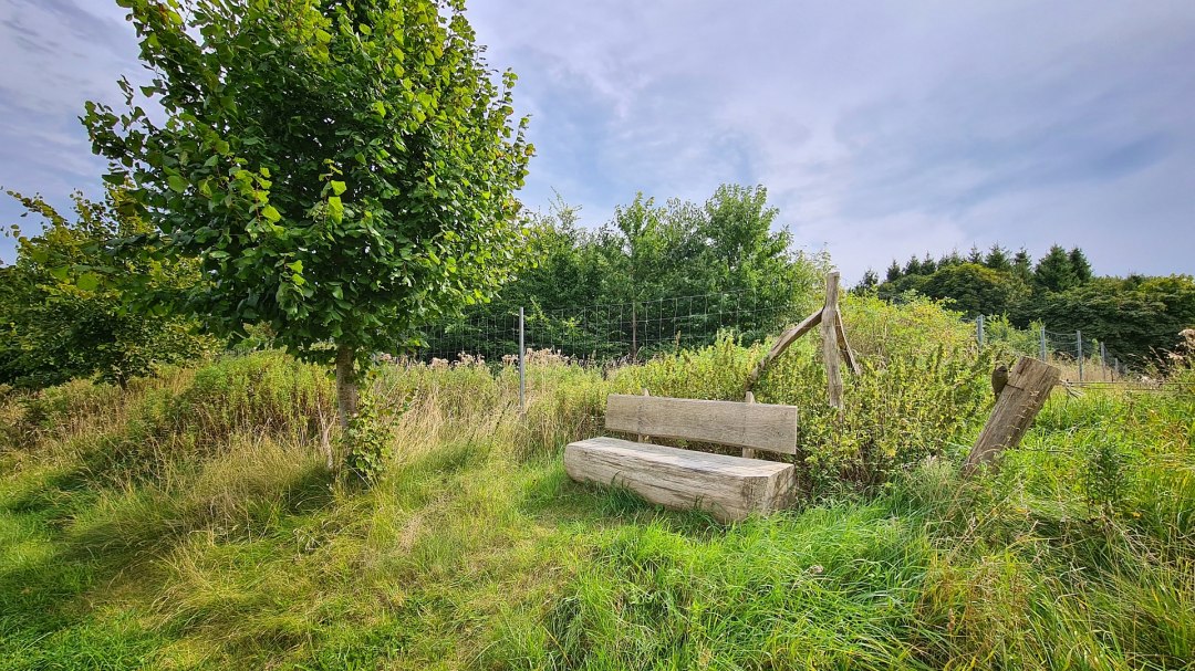 Klimawald Stubnitz, © Landesforst MV