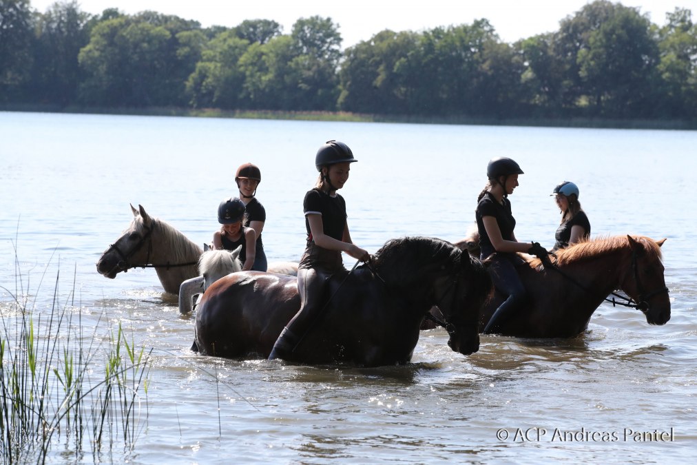 Auf dem Pferdehof Zislow ist es möglich, mit dem Pferd ins Wasser zu reiten., © TMV / ACP Pantel