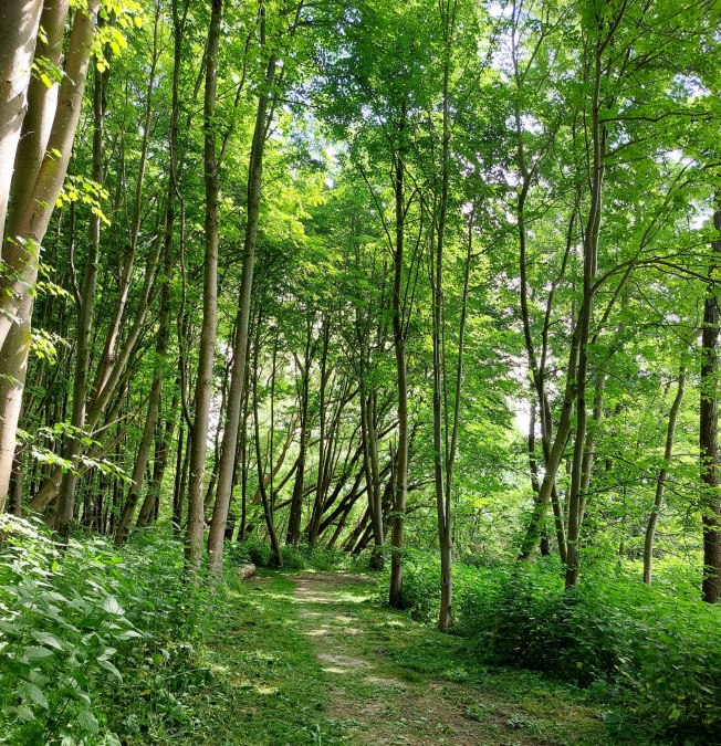 Stadtwald, © TZ HST / Kredl