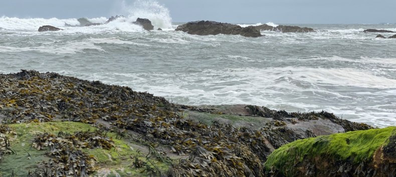 Stürmische Wellen treffen in Dunbar, Schottland auf zerklüftete Felsen, die von dichten Teppichen aus Seetang und leuchtend grünem Moos überzogen sind. Der graue Himmel und die raue Brandung verleihen der Küstenszene eine wilde, ursprüngliche Atmosphäre – typisch für die Ostküste Schottlands und eignet sich hervorragend als Cover für unser Buch., © Martin Meisel Stürmische Wellen treffen in Dunbar, Schottland auf zerklüftete Felsen, die von dichten Teppichen aus Seetang und leuchtend grünem Moos überzogen sind. Der graue Himmel und die raue Brandung verleihen der Küstenszene eine wilde, ursprüngliche Atmosphäre – typisch für die Ostküste Schottlands und eignet sich hervorragend als Cover für unser Buch., © Martin Meisel