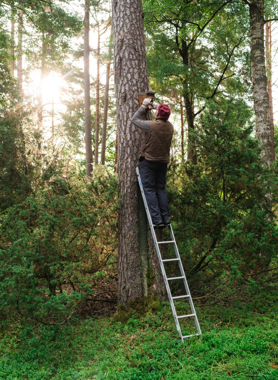 Ein Mann steht auf einer Leiter am Baum und kontrolliert einen Fledermauskasten im lichten Morgenwald.