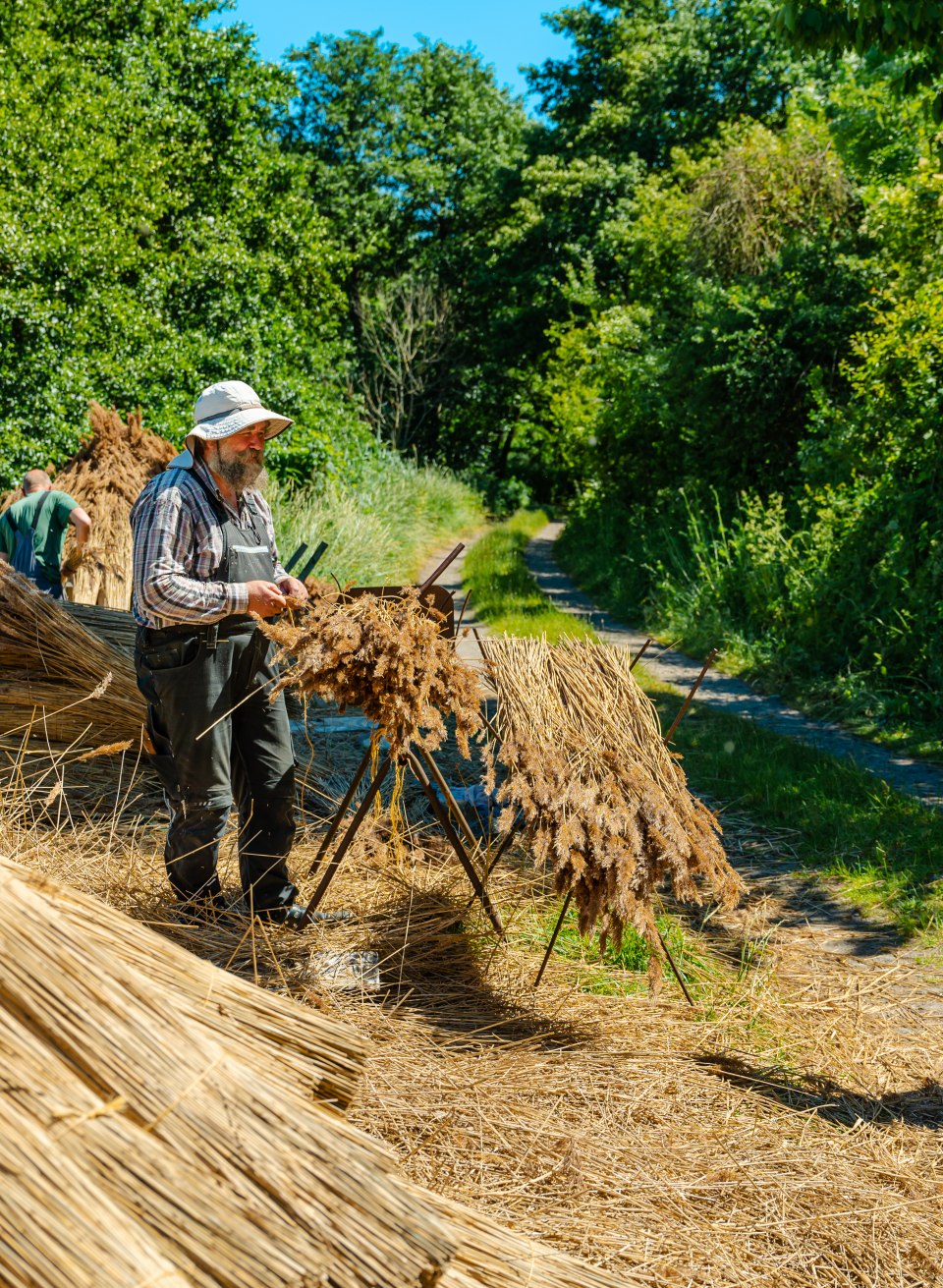 Nach der Ernte am Liddower Strom wird das Schilf von den Reetdach-Deckern aufbereitet und in der Sonne getrocknet. Das alte Handwerk hat hier noch Tradition., © TMV/Tiemann Ein Reetdach-Decker bereitet das Schilf auf zum Trocknen.