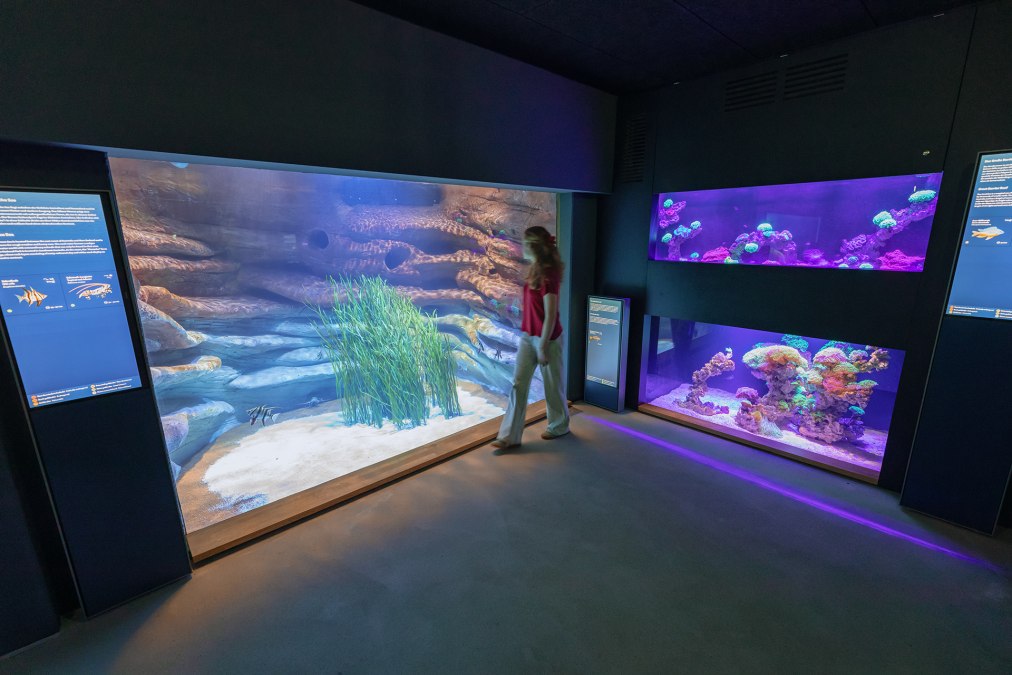 Der modernisierte Aquarienrundgang im MEERESMUSEUM zeigt unter anderem den Lebensraum Great Barrier Reef und Tasmanische See., &copy; Anke Neumeister/Deutsches Meeresmuseum