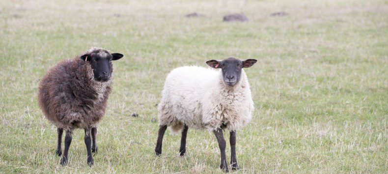 &copy; Kurverwaltung Goehren / Martin Stoever