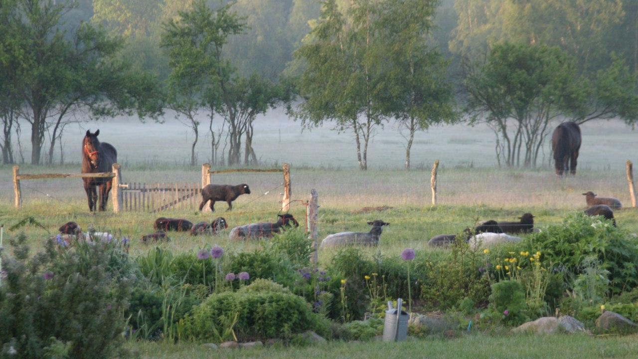 Viehweide mit Schafen und Ponys im Morgennebel // &copy; v. Kessel