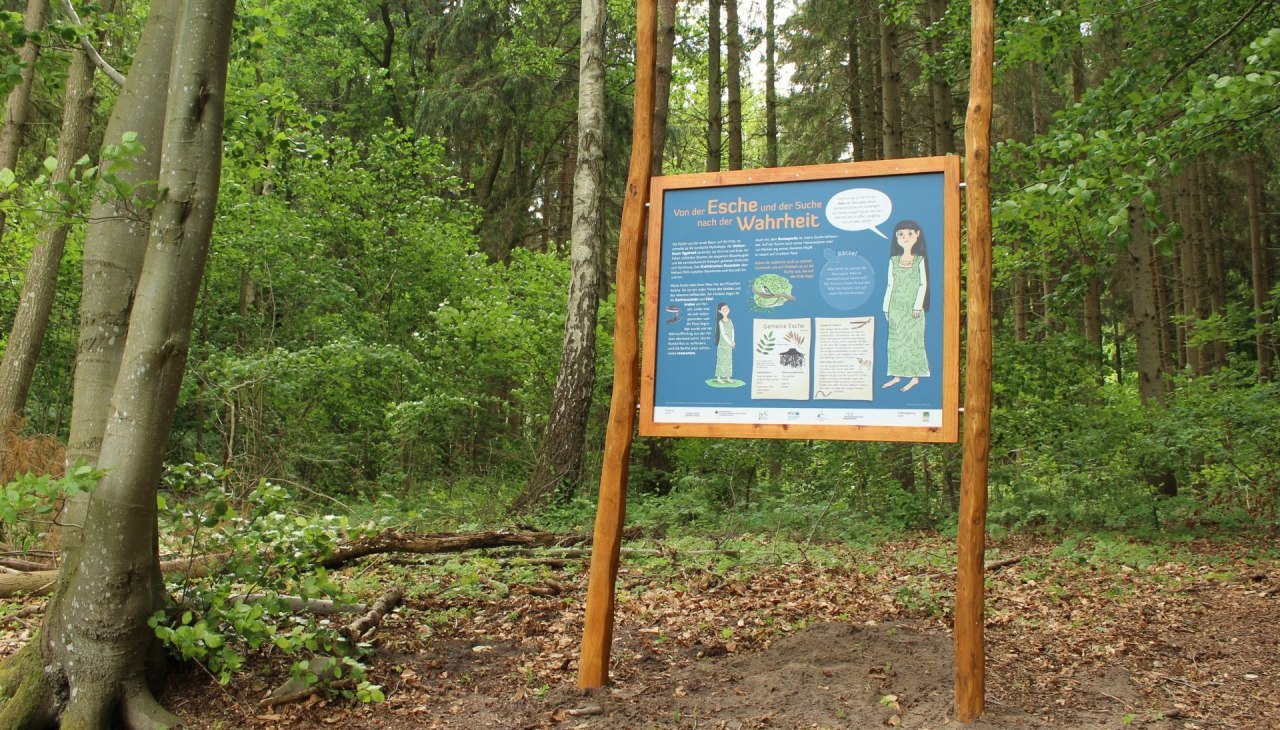 Een station op het natuurpad introduceert de essensoort, © Liv E. Ipsen Een station op het natuurpad introduceert de essensoort, © Liv E. Ipsen