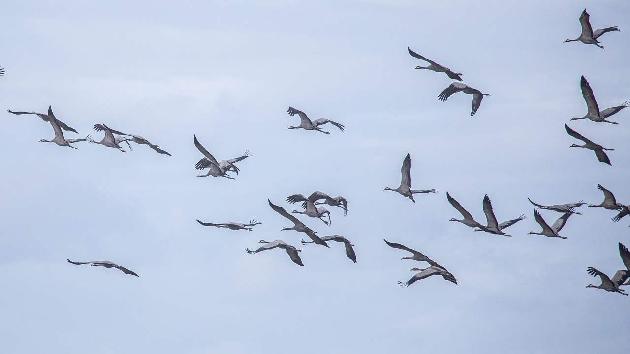 © Weiße Flotte GmbH © Weiße Flotte GmbH