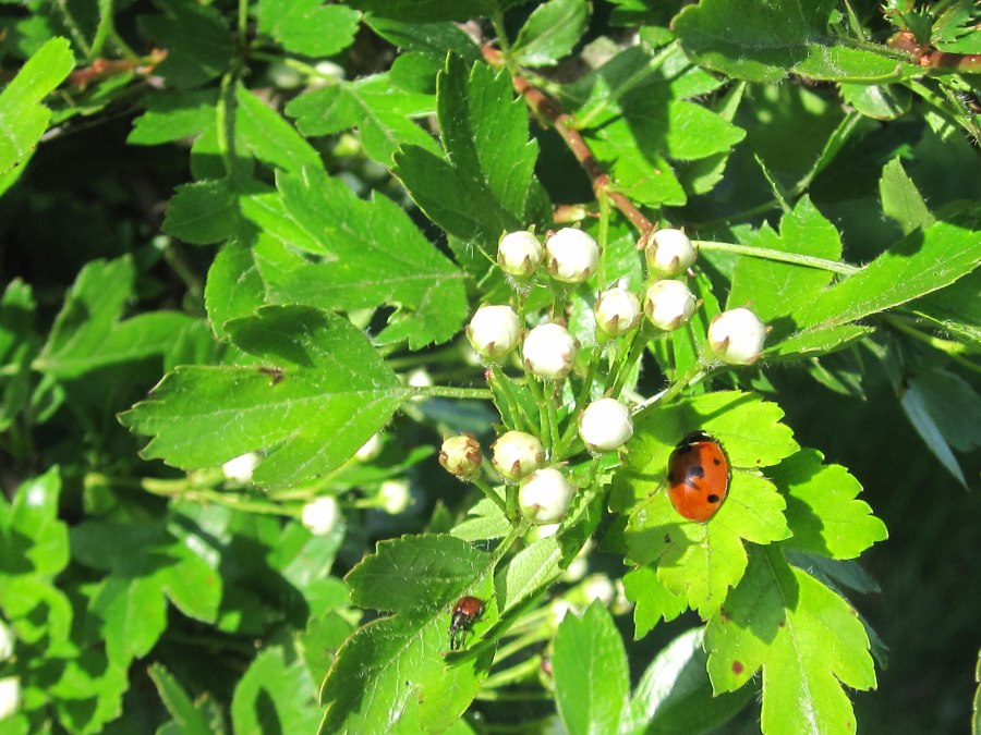 Natur, Marienk&auml;fer, Blatt, &copy; Kurverwaltung