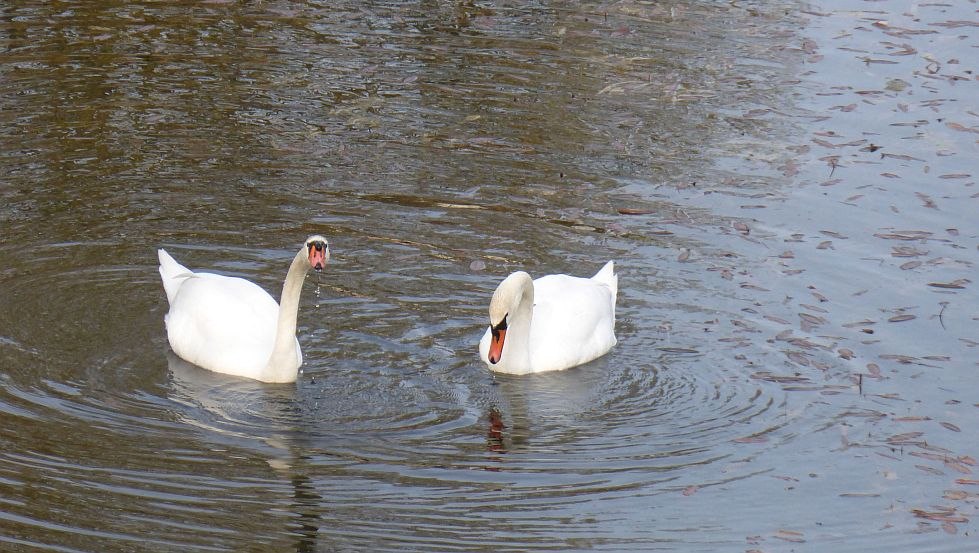 Schwäne, © A. Schulz