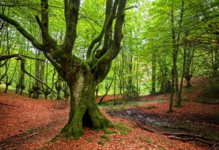 &copy; herraez- stock.adobe.com