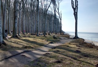 Ein Rad- und Wanderweg führt entlang der Steilküste durch den "Gespensterwald" // © Fischer/MV-T Ein Rad- und Wanderweg führt entlang der Steilküste durch den "Gespensterwald" // © Fischer/MV-T