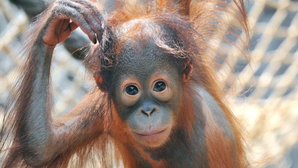 Aapjes kijken. Een jonge orang-oetan in de Zoo van Rostock., &copy; Zoo Rostock/Kloock