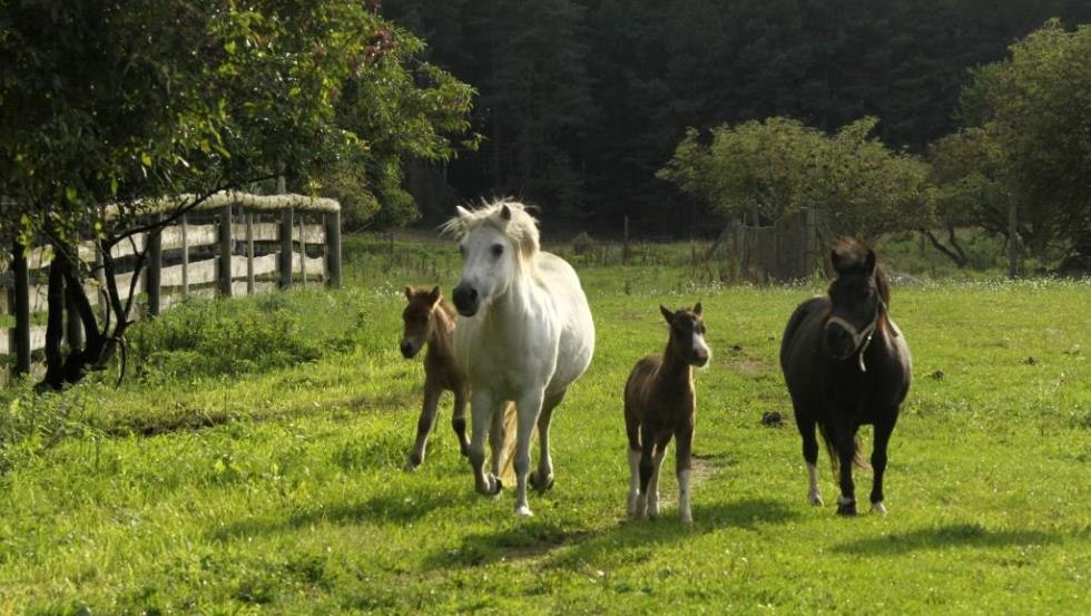 Das flotte Toben der Ponyherde des Landurlaub Diemitz // © Landurlaub Diemitz/ Renate Strohm Das flotte Toben der Ponyherde des Landurlaub Diemitz // © Landurlaub Diemitz/ Renate Strohm