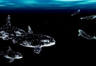 © halbautomaten/Deutsches Meeresmuseum