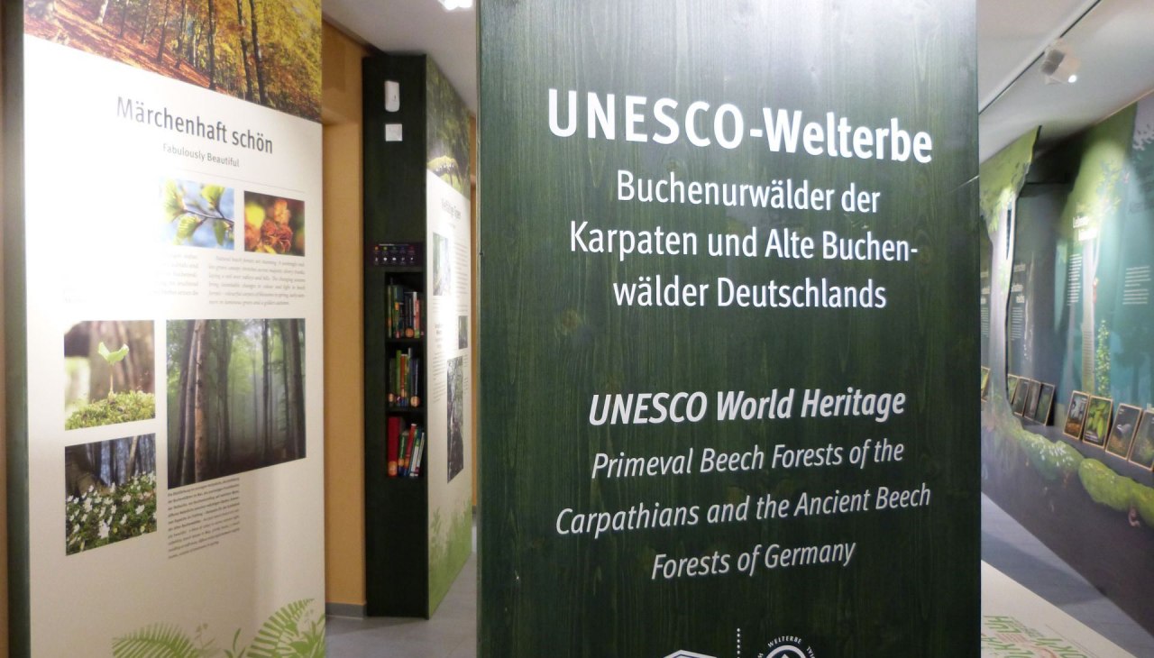 Ausstellung des UNESCO-Welterbeforum, wo sich Besucher u.a. &uuml;ber alte Buchenw&auml;lder informieren k&ouml;nnen, &copy; Gesine H&auml;fner / Nationalpark-Zentrum K&Ouml;NIGSSTUHL