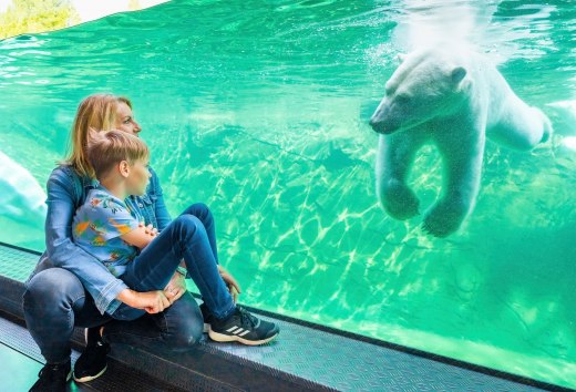 Mutter und Kind sitzen vor einer großen Glasscheibe und beobachten einen schwimmenden Eisbären in einem Zoo oder Aquarium.