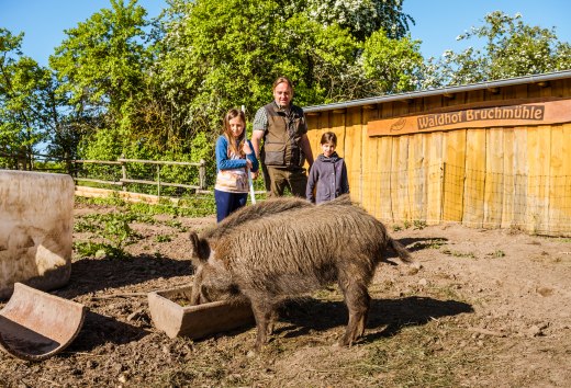 Finja, das zahme Wildschwein, war mal wieder ausgeb&uuml;xt. Jetzt st&auml;rkt es sich am Sautrog und dahinter steht der Bauer.