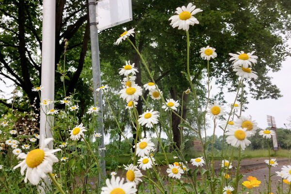 &copy; Rundbus Plauer See