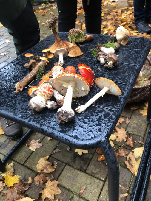 Pilzlehrg&auml;nge, &copy; Heike Brechler