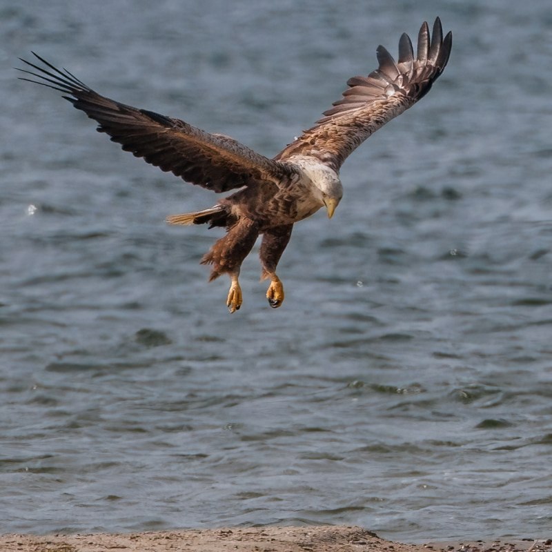 Seeadler der landet // © Kevin Hempel Seeadler der landet // © Kevin Hempel