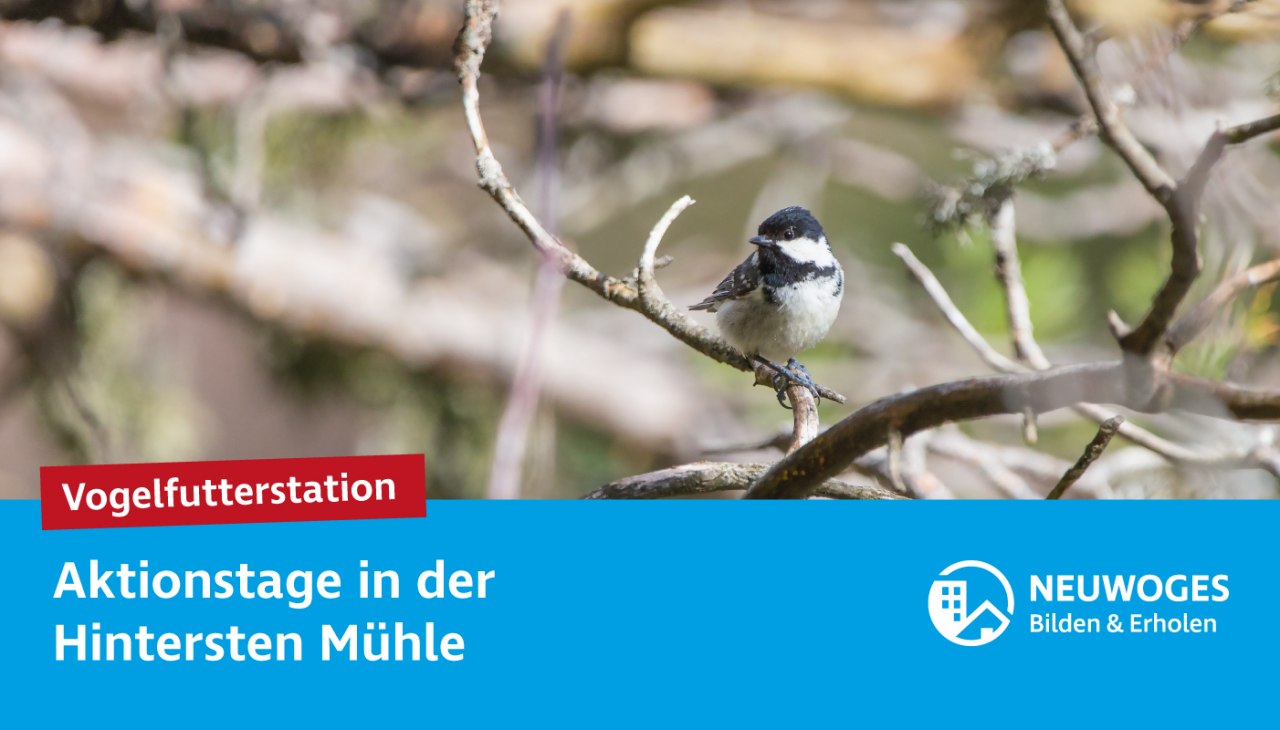 neuw-groep_extern-coming_animal_home_action_days-24-vogel_voer_station, © Neuwoges neuw-groep_extern-coming_animal_home_action_days-24-vogel_voer_station, © Neuwoges